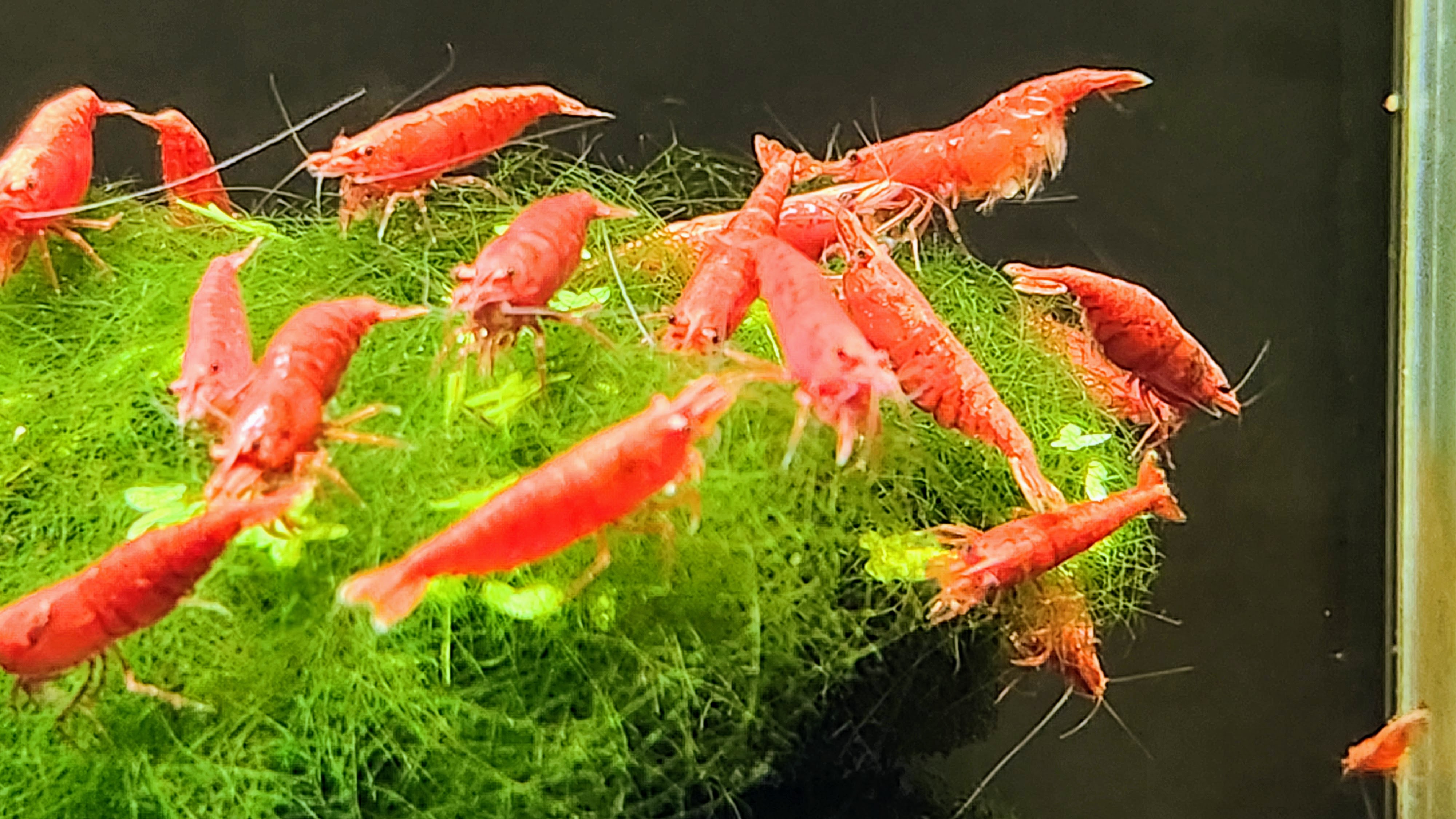 Chov sladkovodních krevetek Neocaridina v akváriu