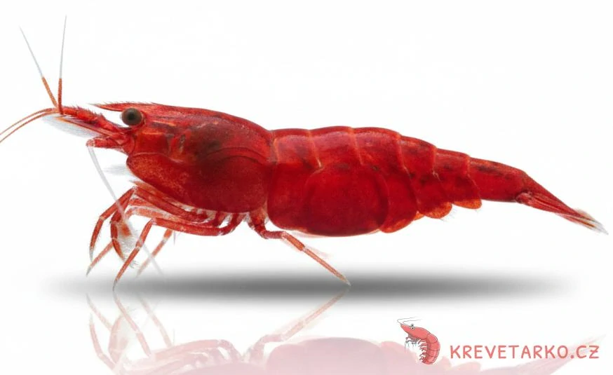 Neocaridina Davidi var. Red Fire