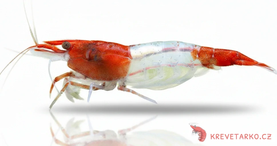 Neocaridina Davidi var. Red Rilli
