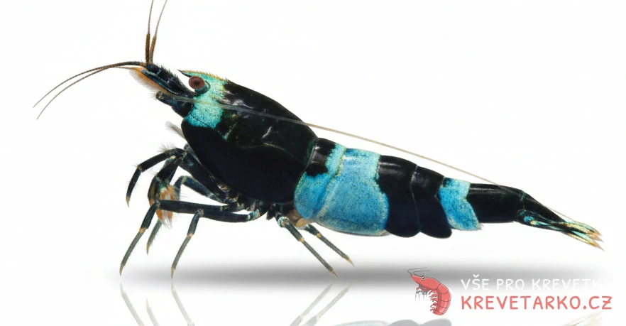 Caridina sp. Blue Shadow Panda