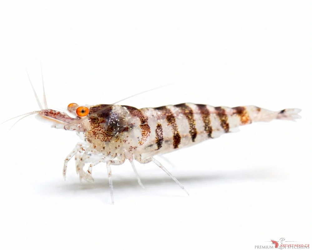 Caridina cf. Babaulti Zebra OE