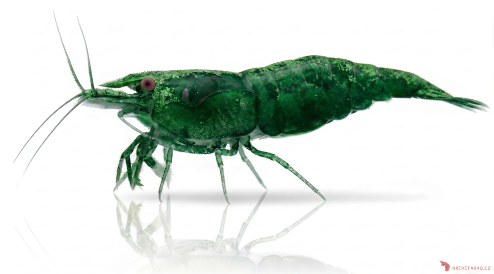 Neocaridina Davidi var.Green Jade