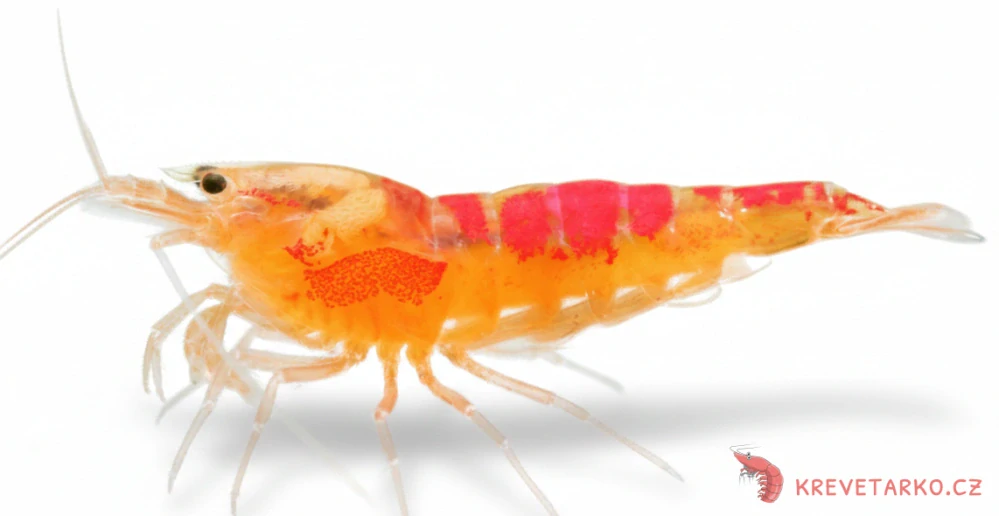 Caridina sp. Calceo Red Bee Dragon