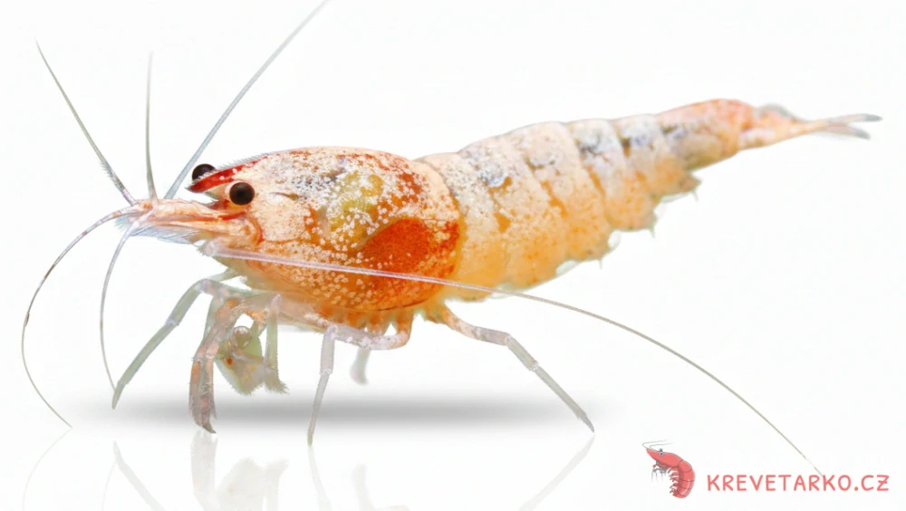 Caridina sp.Red Bolt