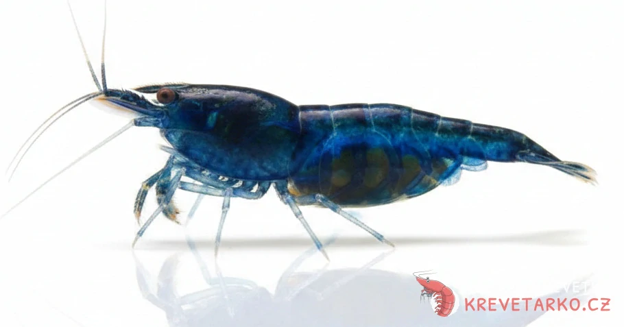 Neocaridina Davidi var. Blue Dream