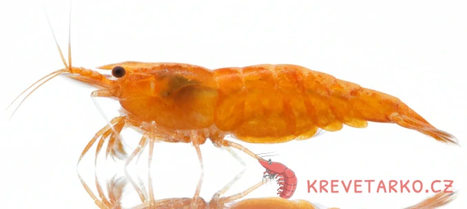 Neocaridina Davidi var. Orange