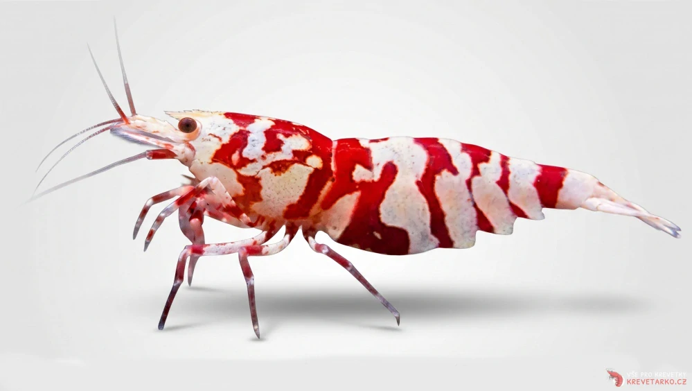 Caridina sp. Red Fancy Tiger