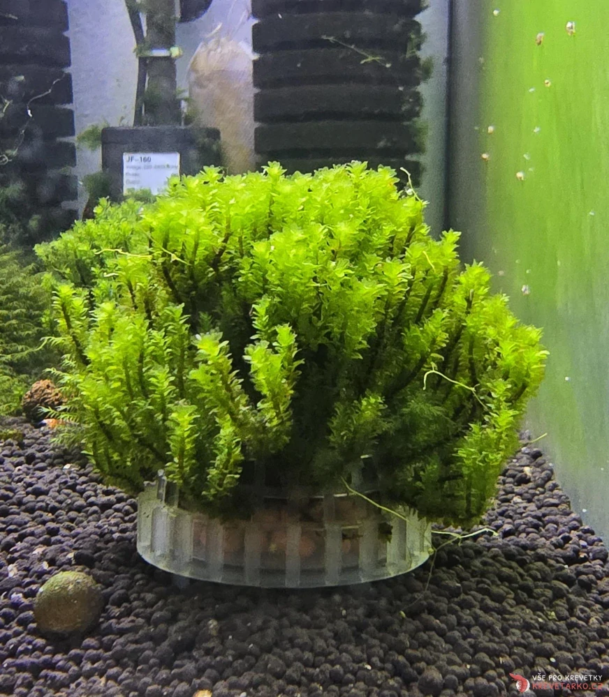 Distichophyllum sp. Hookeriaceae (Rare moss)