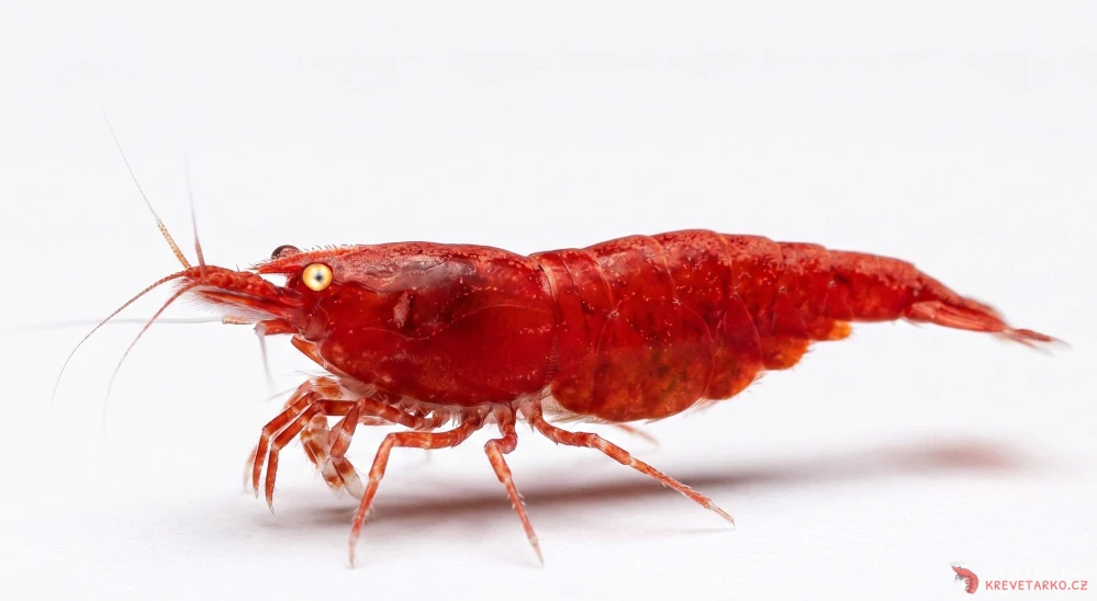 Neocaridina davidi var. Red Fire GE