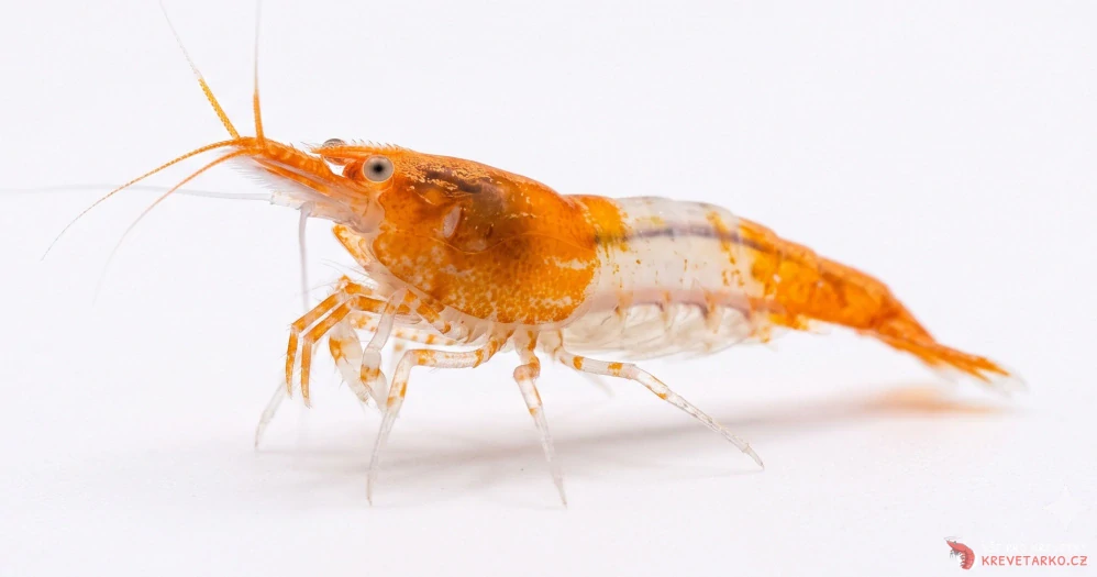 Neocaridina Davidi var. Orange Rilli