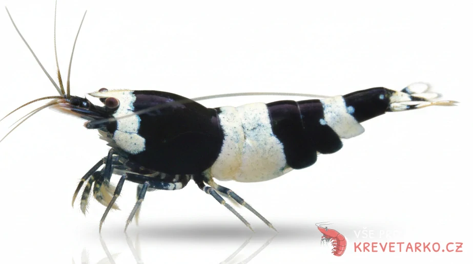 Caridina sp.Black Panda