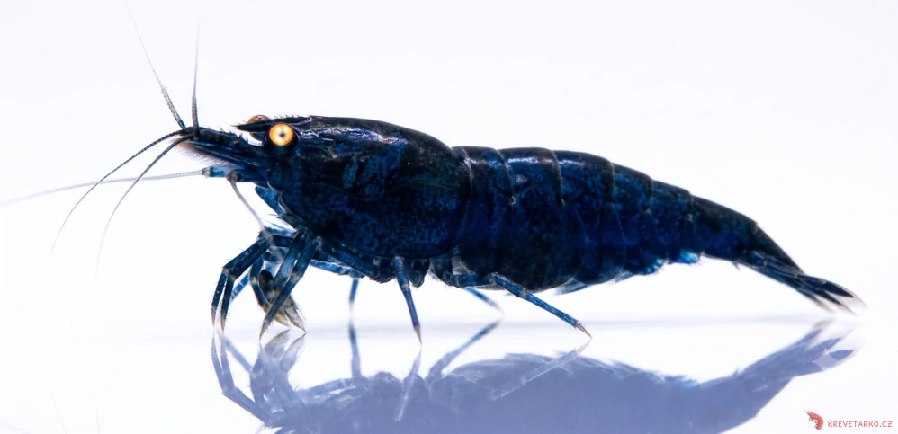 Neocaridina Davidi var. Blue Dark GE