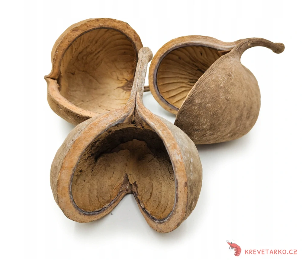 Buddha Nut
