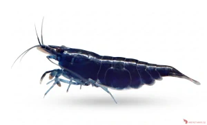 Neocaridina Davidi var. Blue Sapphire