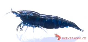 Neocaridina Davidi var. Blue Sapphire
