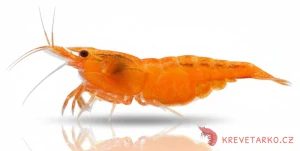 Neocaridina Davidi var. Orange Sunkist