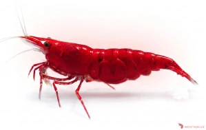 Neocaridina Davidi var. Blood Mary