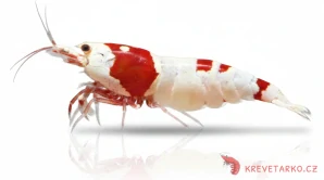 Caridina sp. Pure Red Line S-SS grade Hinomaru