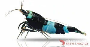 Caridina sp. Blue Shadow Panda