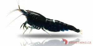 Caridina sp. Black King kong