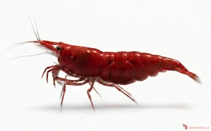 Neocaridina Davidi var. Blood Mary Dark 