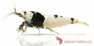 Caridina sp. Pure Black Line S-SS grade Hinomaru