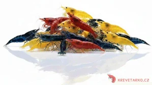 Neocaridina Davidi - mix barev