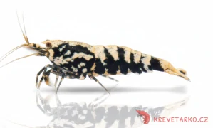 Caridina sp.Black Galaxy (Pinto Galaxy)