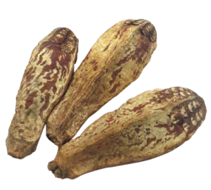 Plod Amerického Mahagonu (Swietenia)