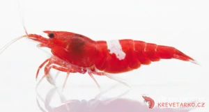 Caridina sp. Red King kong