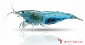 Neocaridina Davidi var. Blue Jelly