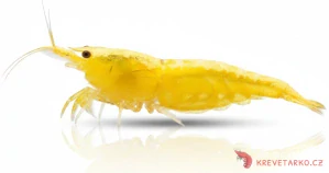 Neocaridina Davidi var. Yellow