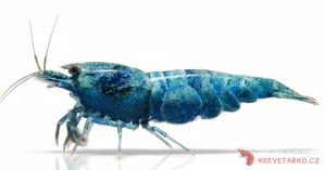Caridina sp.Blue Bolt SS 