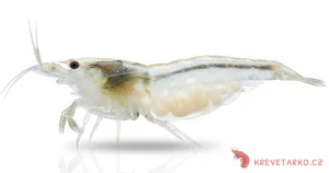 Neocaridina var. White Pearl