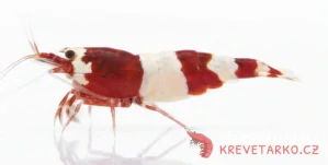 Caridina sp. Red Panda