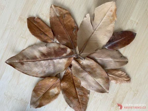 Mangrovové listy (Rhizophora)