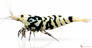 Caridina sp. Black Fancy Tiger