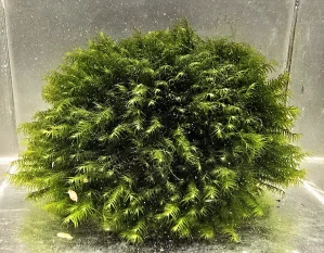 Fissidens fontanus - Phoenix moss