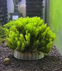 Distichophyllum sp. Hookeriaceae (Rare moss)