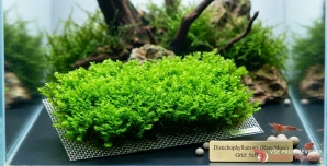 Distichophyllum sp. Hookeriaceae (Rare moss)