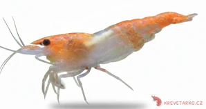 Neocaridina Davidi var. Orange Rilli