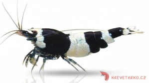 Caridina sp.Black Panda