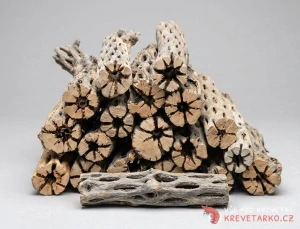 Cholla wood 15cm  XXL 