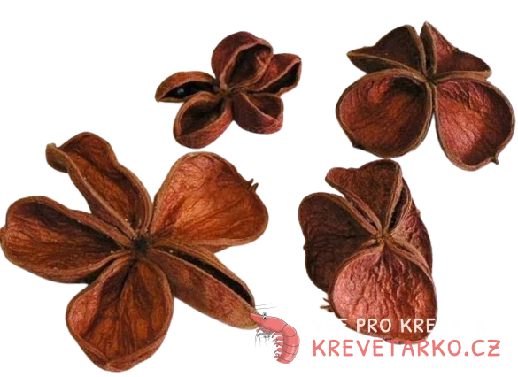 Lotus květ