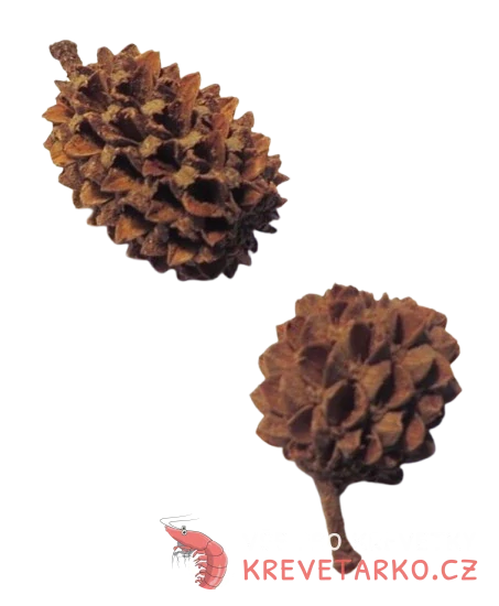 Casuarina šišky 50g