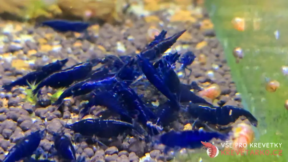 Neocaridina Davidi var. Blue Sapphire