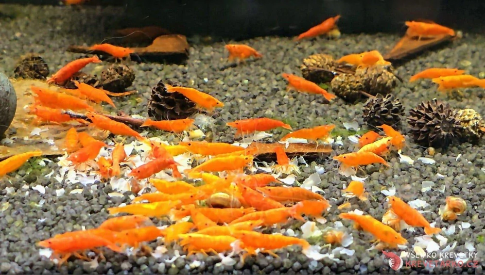 Neocaridina Davidi var. Bloody Orange