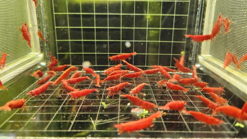 Neocaridina Davidi var. Blood Mary