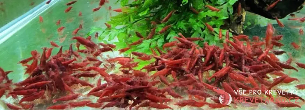 Neocaridina Davidi var. Red Fire