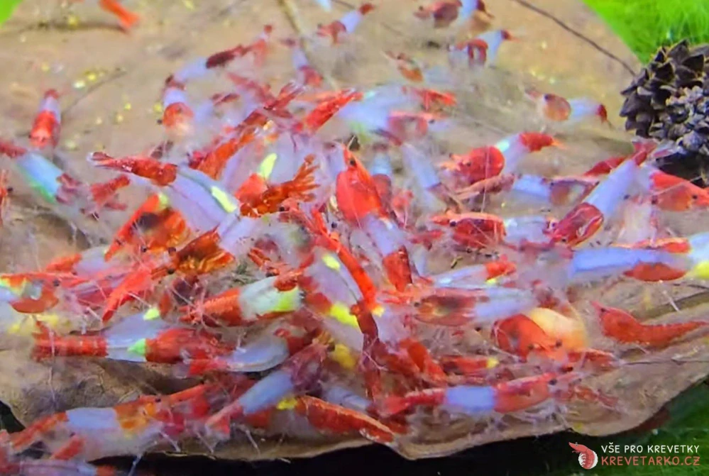 Neocaridina Davidi var. Red Rilli
